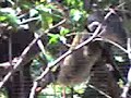 Monkeys :]