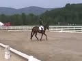 Riley - Low level event and/or dressage horse For Sale