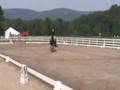 Riley - Low level event and/or dressage horse For Sale
