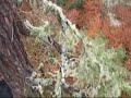 Hemlock Deaths 3