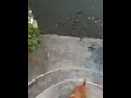 Bubba the cat ... I just LOVE him