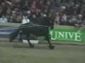 KFPS Friesian Stallion Brandus 345