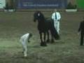 KFPS Friesian Stallion Brandus 345