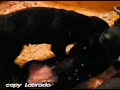 Labrador vom kühlen Grund - süße Welpen in schwarz