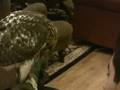 videos de Falconry Chico Jump Ups