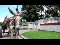 Mr. Vegas, Shaggy & Josey Wales Sweet Jamaica Video and Lyrics