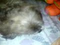 Shasha playing with her goat sqeezeky toy