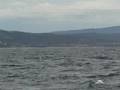 Whales jumping