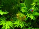 Pomaceea eating plants