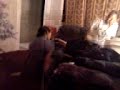 Meatball & ALonna Fightin Lmfao