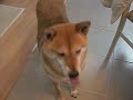 shiba inu and difficulty with ice cream shiba inu and difficulty with ice cream
