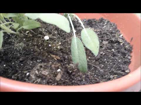 how to transplant sage