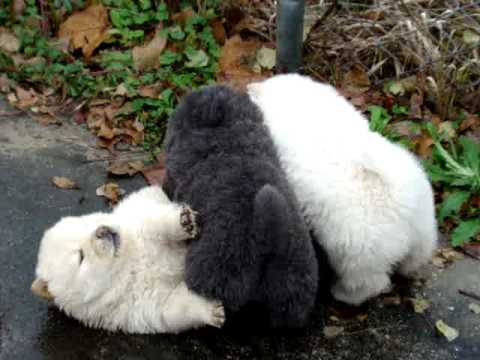 Chow Chow