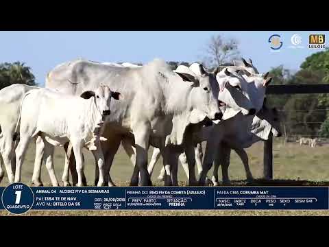 1� DE OLHO NA FAZENDA NELORE SESMARIAS