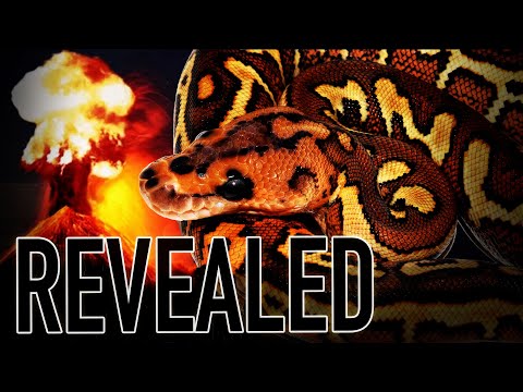 YouTube reptile video