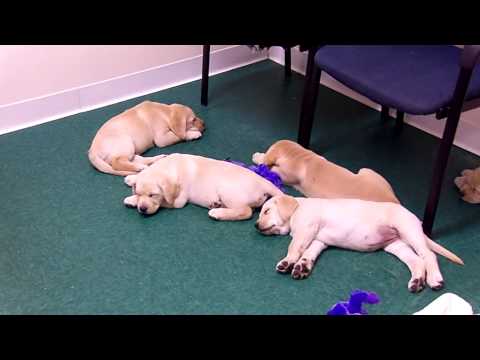 Lab Puppies Fall Asleep After Trashing Dr Castros Office!
