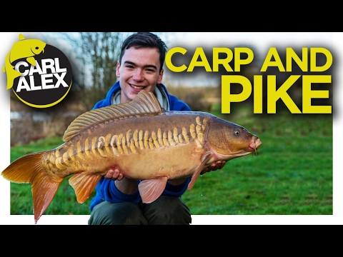 Carp and Pike Fishing - Clear Shallow Water Pike on Lures!_Best fishing videos of the week