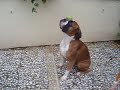 Quiro jugando con la pelota en el patio de mi casa