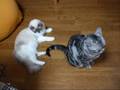 しっぽが気になる～猫(=^・^=)　chasing the tail～