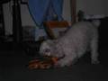 korn twist puppy