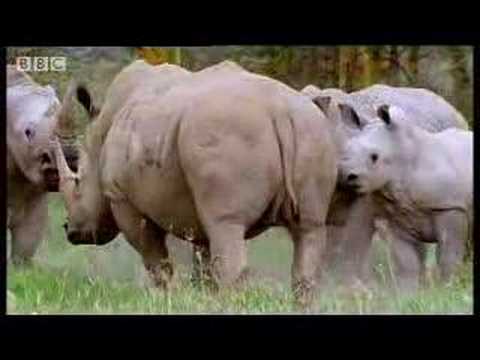rhinos - Watch this wild young male rhinoceros as he attempts to find love at the watering hole. African animal mating rituals in the jungle.