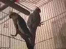 The Bird A Day Blog Birds The Bird A Day Blog Birds