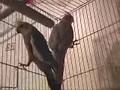 The Bird A Day Blog Birds