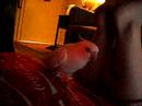barking bird 2