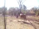 Papa Leading Tyler With Zoe on Board
