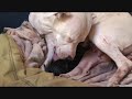 black and white (mise bas dogue argentin) suite mennecy black and white (mise bas dogue argentin) suite mennecy