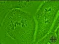 Citologia Mitosis2