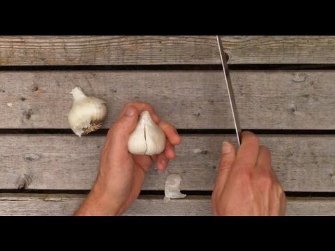 how to tell when garlic is ready to harvest