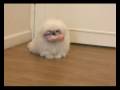 Pekingese puppy dog fetches his toy slovenly