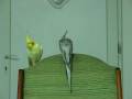 videos de Nimfe