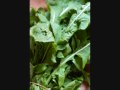 Naturaly nutrition benefits