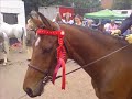 chester-and-ladyh-1.html