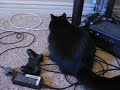 Savannah the Cat Eats a Spider