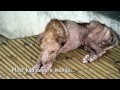 Rescued from the 'Dog Meat Trade