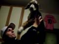 Billo Il cane che prega Billo Il cane che prega
