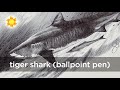 How To Draw A Tiger Shark