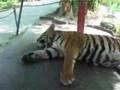 Eye of The Tiger