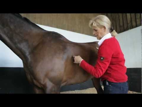 how to cure equine colic