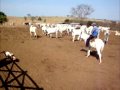 Agropecuária Capeba Agropecuária Capeba