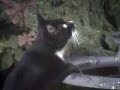 Hummingbird vs Cat Hummingbird vs Cat