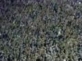 gavioes da fiel - raça timao, voce é tradiçao (video).wmv