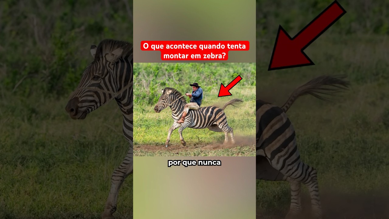O Que Acontece Se Tentar Montar Em Uma Zebra?