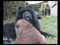 (Chow Chow) Dai Lan Zung Tzung Le spielt im Garten