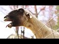 Skrillex – Cinema (Goat Remix)