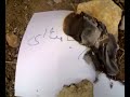 I uploaded a YouTube video -- آتش زدن نام خامنه اي منحوس http://youtu.be/yKkMts6rBzg?a