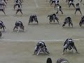 Obu Chugakko Soran Dance